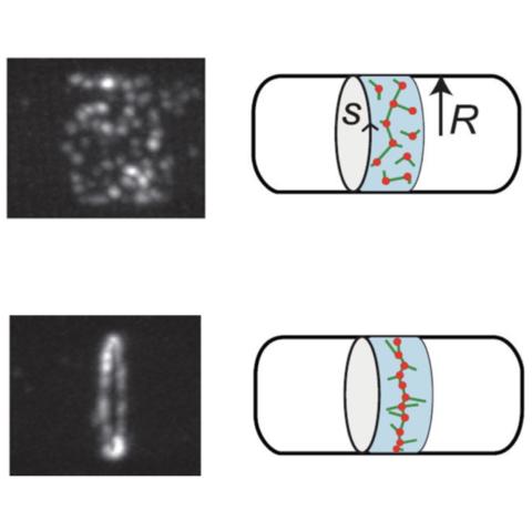 Model for the contractile ring during mitosis