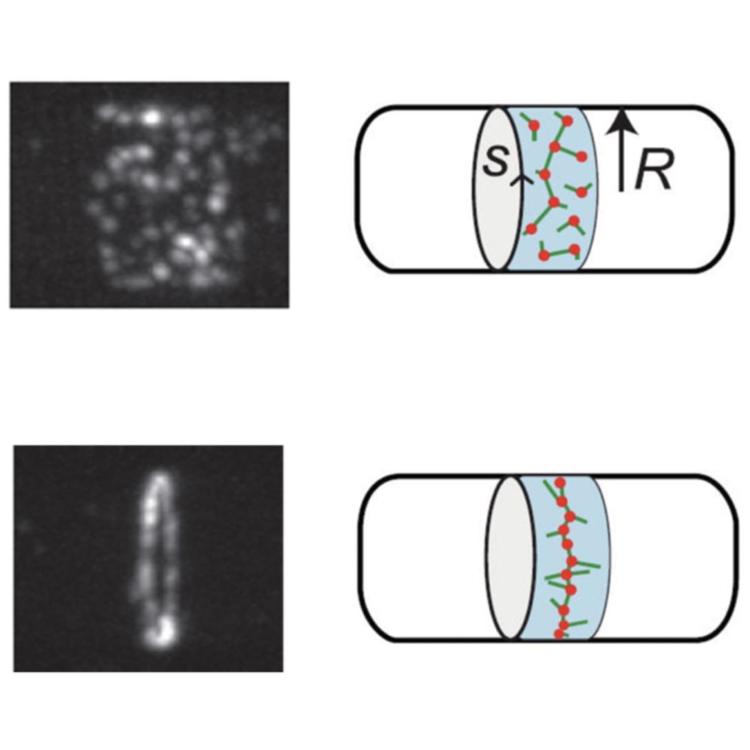 Model for the contractile ring during mitosis